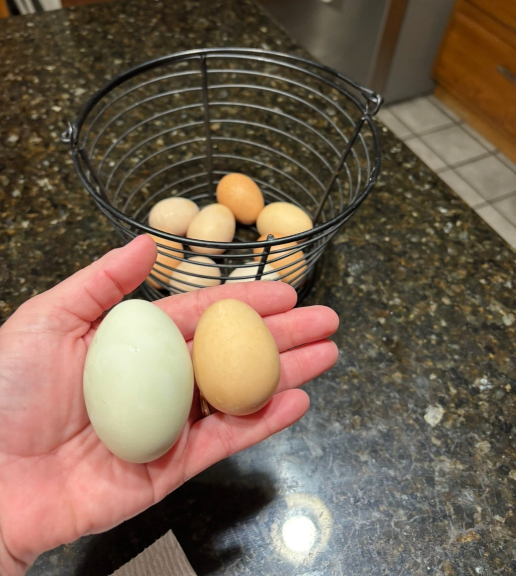 Fresh Duck Eggs