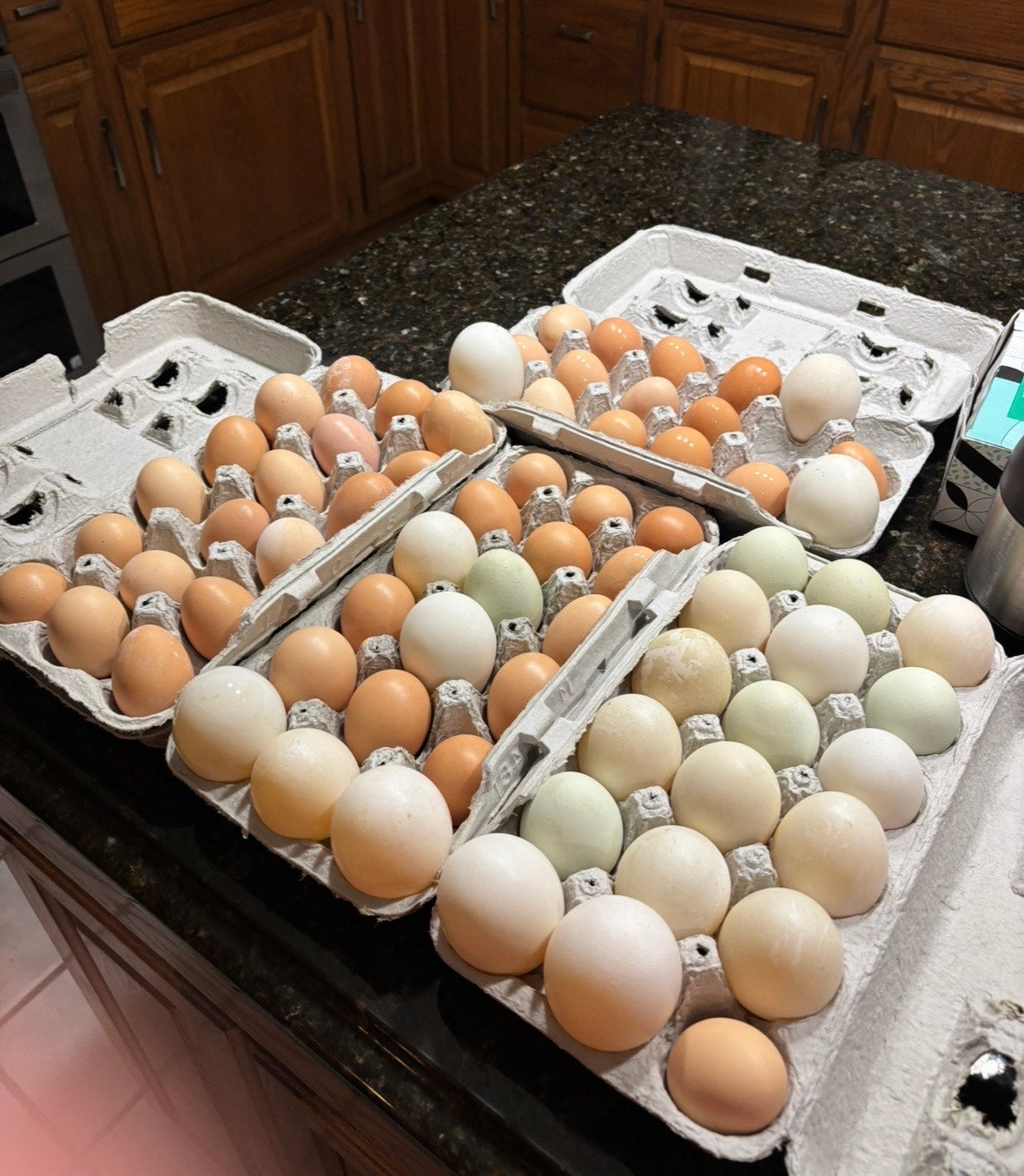 Fresh Chicken Eggs